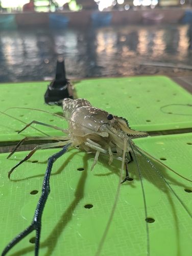 オニテナガエビの釣果