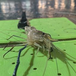 オニテナガエビ