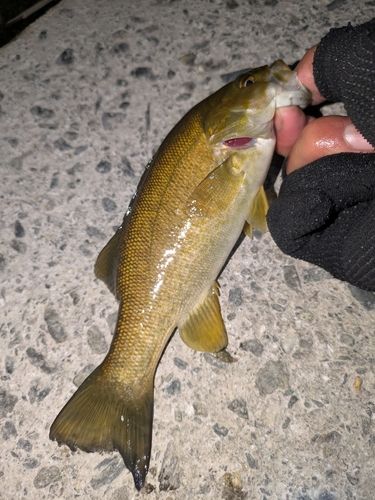 スモールマウスバスの釣果