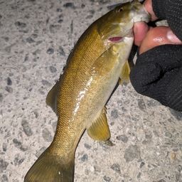 スモールマウスバス