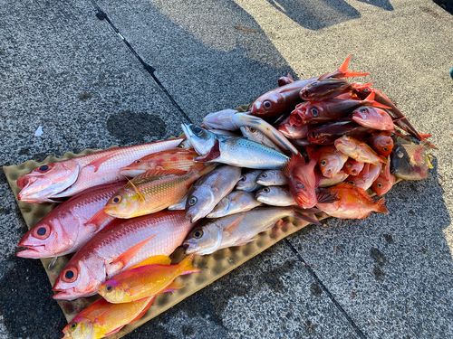 ハマダイの釣果