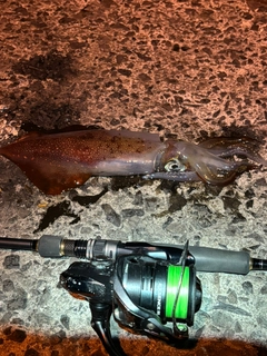 ケンサキイカの釣果