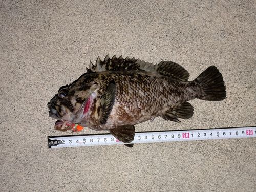 ムラソイの釣果