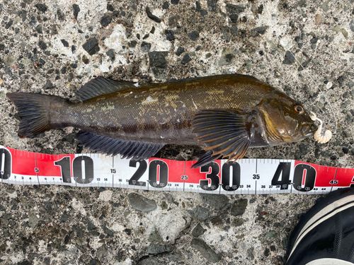 アイナメの釣果