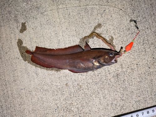 チゴダラの釣果