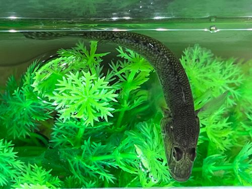 アナハゼの釣果