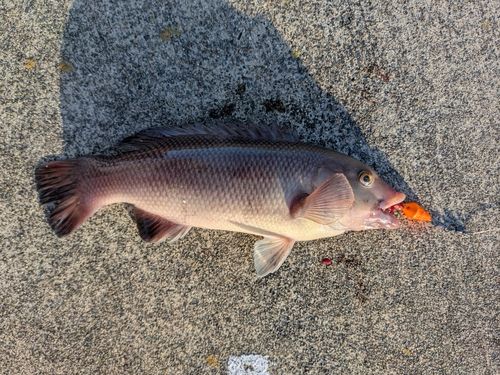 コブダイの釣果