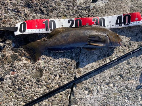 アイナメの釣果