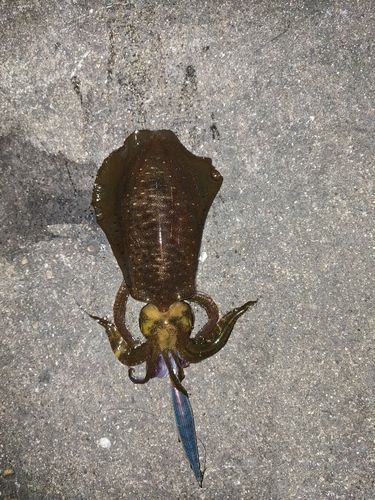 アオリイカの釣果