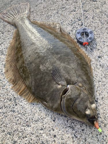 カレイの釣果