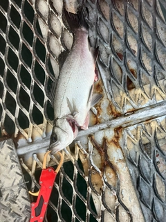 セイゴ（ヒラスズキ）の釣果