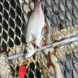 セイゴ（ヒラスズキ）