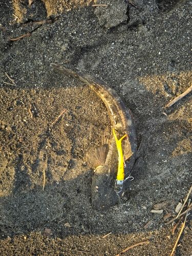 新舞子海岸（富津）