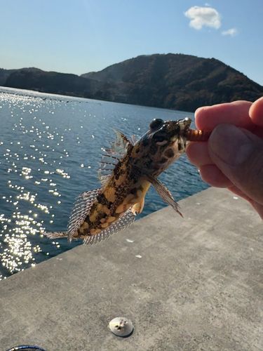 アナハゼの釣果