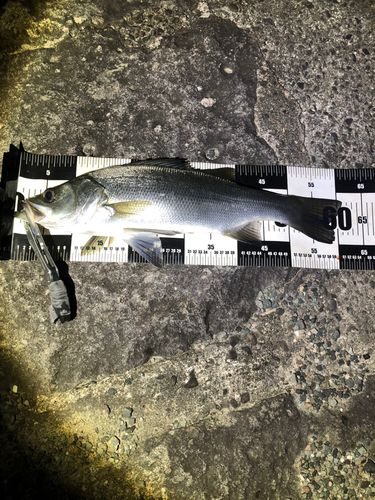 吹上浜（鹿児島）