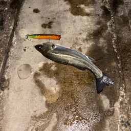 セイゴ（タイリクスズキ）