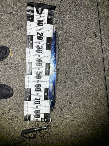 タチウオの釣果