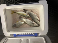 セイゴ（ヒラスズキ）の釣果