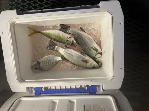 セイゴ（ヒラスズキ）の釣果