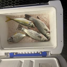 セイゴ（ヒラスズキ）