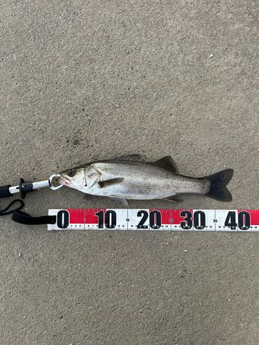 セイゴ（マルスズキ）の釣果
