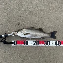 セイゴ（マルスズキ）