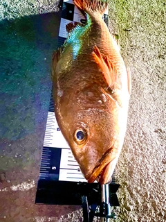 ゴマフエダイの釣果