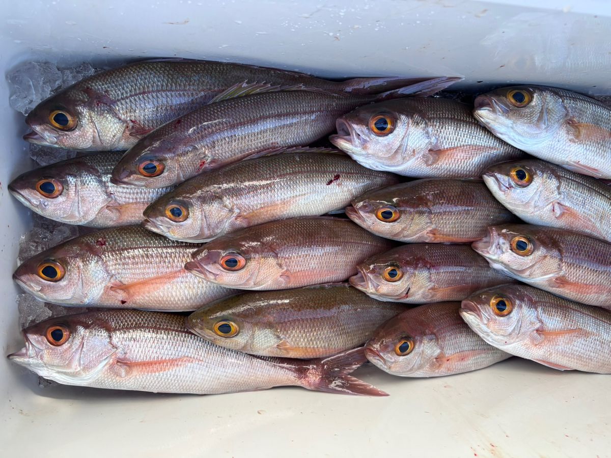 山梨のマダニさんの釣果 2枚目の画像