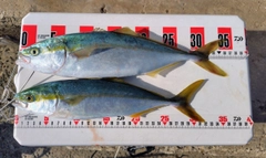 コゾクラの釣果