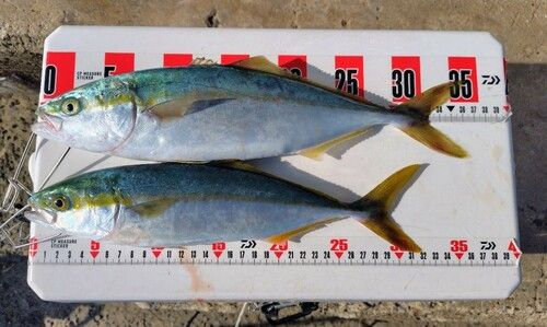 コゾクラの釣果