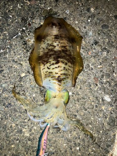アオリイカの釣果