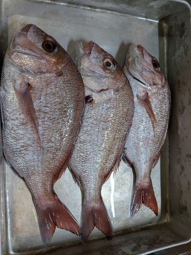 マダイの釣果
