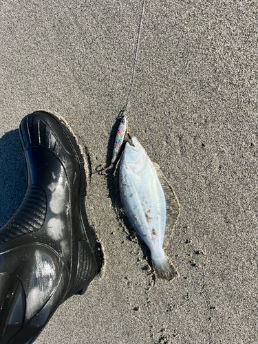 ソゲの釣果