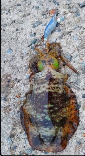 アオリイカの釣果