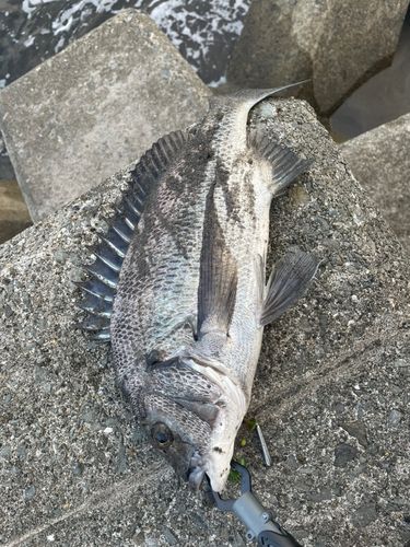 チヌの釣果