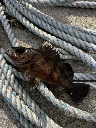 メバルの釣果