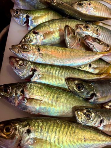 マルアジの釣果