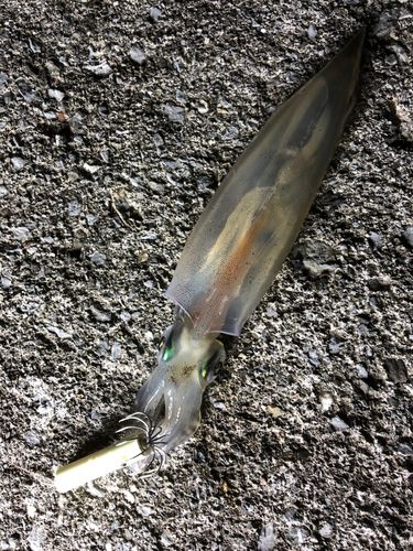 ヤリイカの釣果