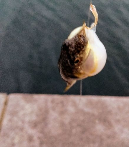 クサフグの釣果