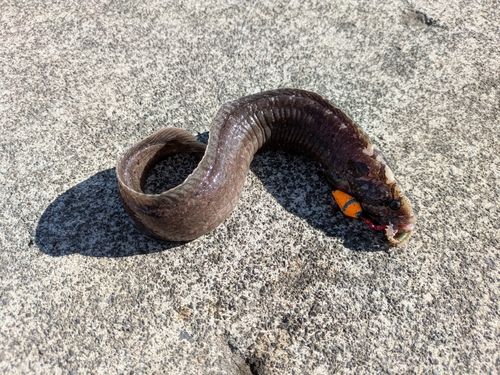 ダイナンギンポの釣果