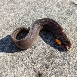 ダイナンギンポ