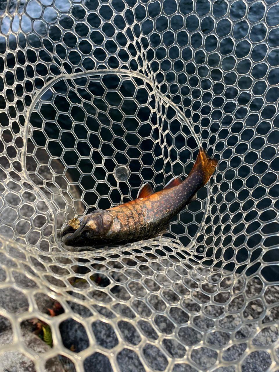 ブルックトラウト