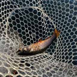 ブルックトラウト