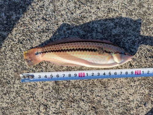 キュウセンの釣果