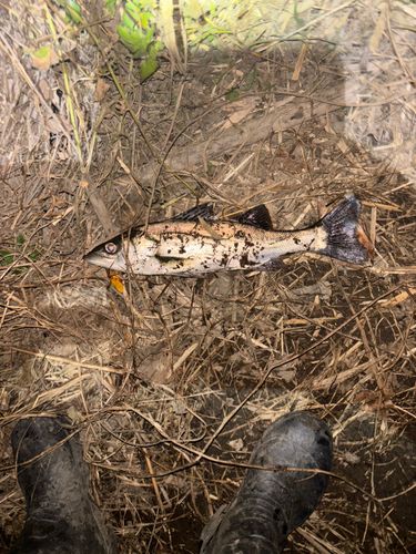 セイゴ（マルスズキ）の釣果
