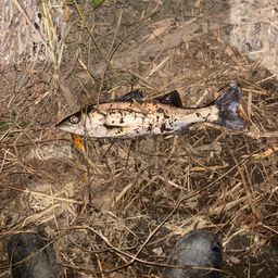 セイゴ（マルスズキ）