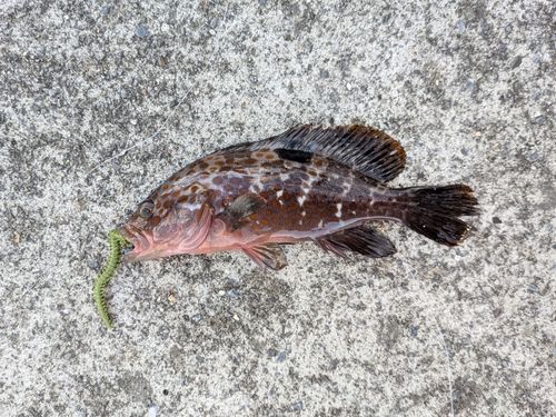 キジハタの釣果