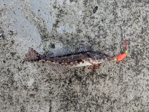 アサヒアナハゼの釣果