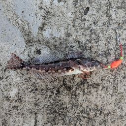 アサヒアナハゼ