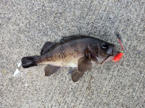 クロメバルの釣果